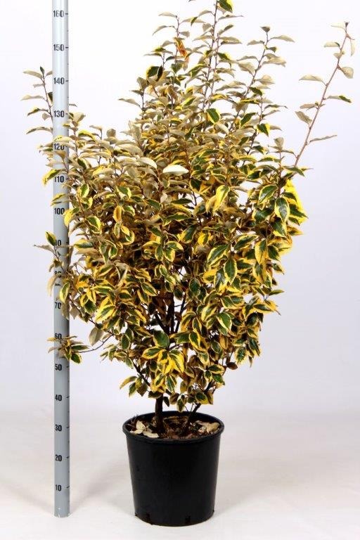 Picture of Elaeagnus ebbingei Limelight C18 100/125