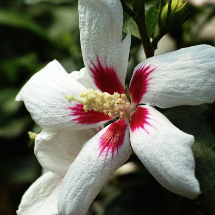 Picture of Hibiscus syriacus little Legends White (WoojeonPBR) P23 (5 Ltr)