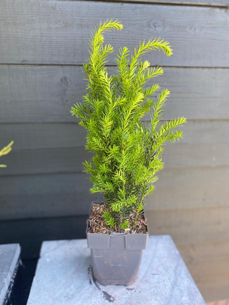 Picture of Taxus media Hillii P17 (2 Ltr)