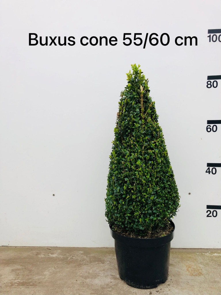 Picture of Buxus sempervirens pyramide P29 (10 Ltr) PYRAMIDE-55/60-CM