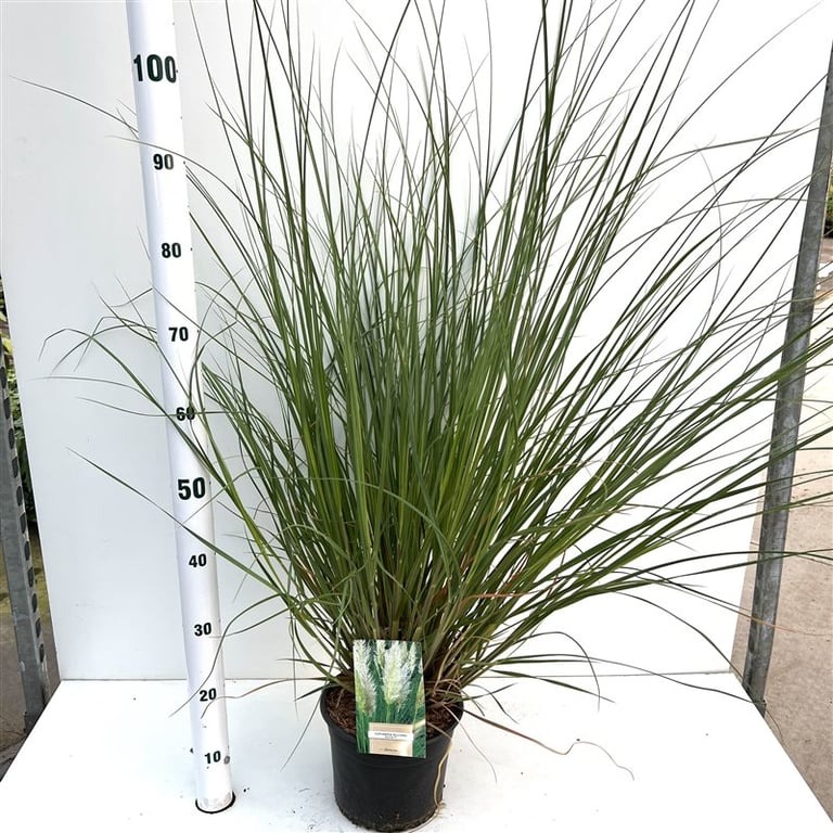 Picture of Cortaderia selloana Evita P21 (4 Ltr) 60/80CM