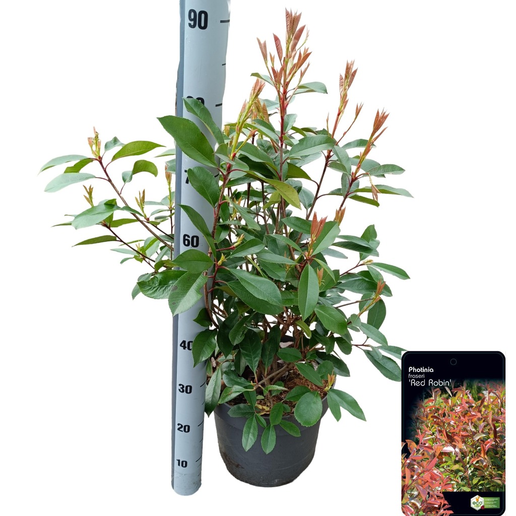 Picture of Photinia fras. Red Robin P29 (10 Ltr)