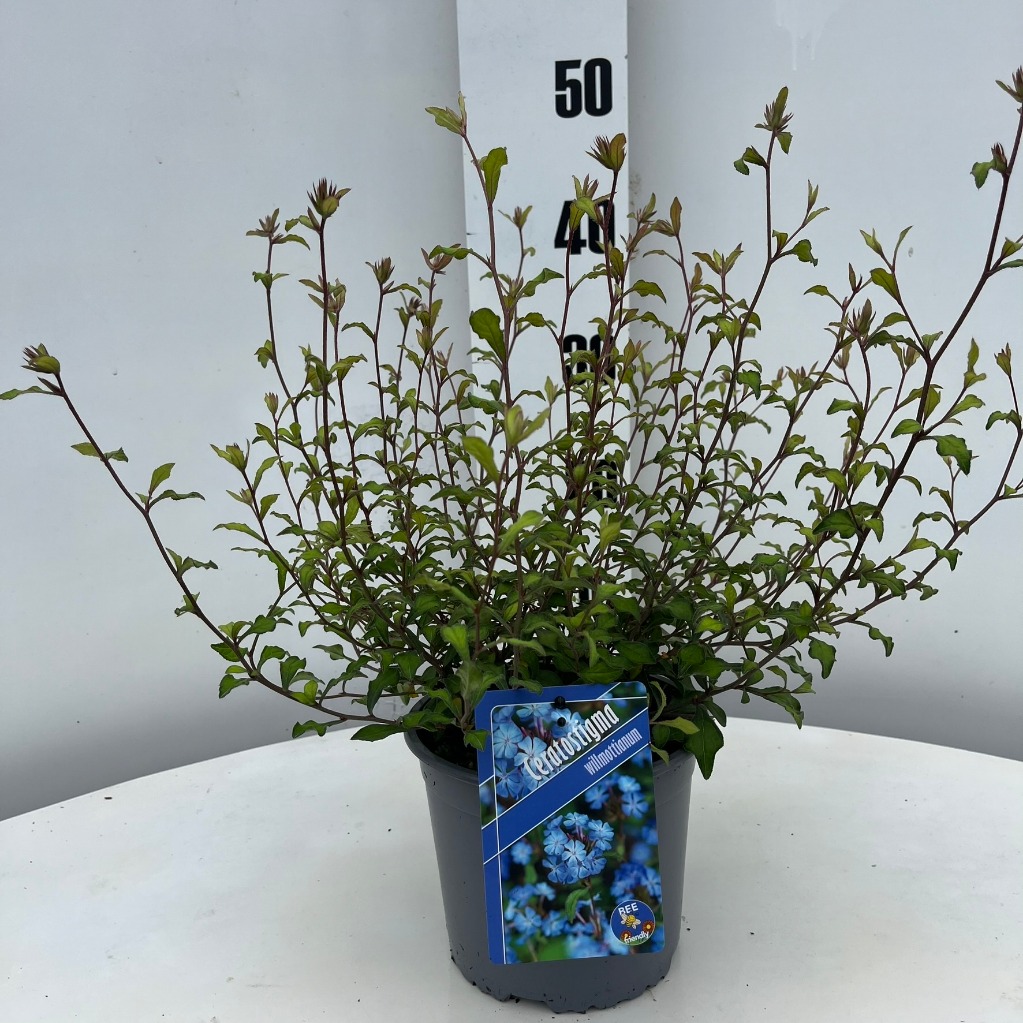 Picture of Ceratostigma willmottianum P19 (3 Ltr)