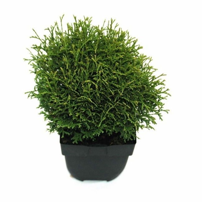 Picture of Thuja occ. Tiny Tim P17 (2 Ltr) Square