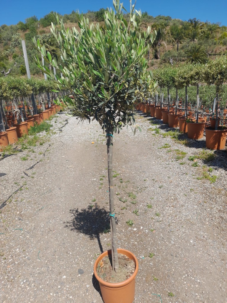 Picture of Olea Europaea P26 (7.5 Ltr) 165-175cm