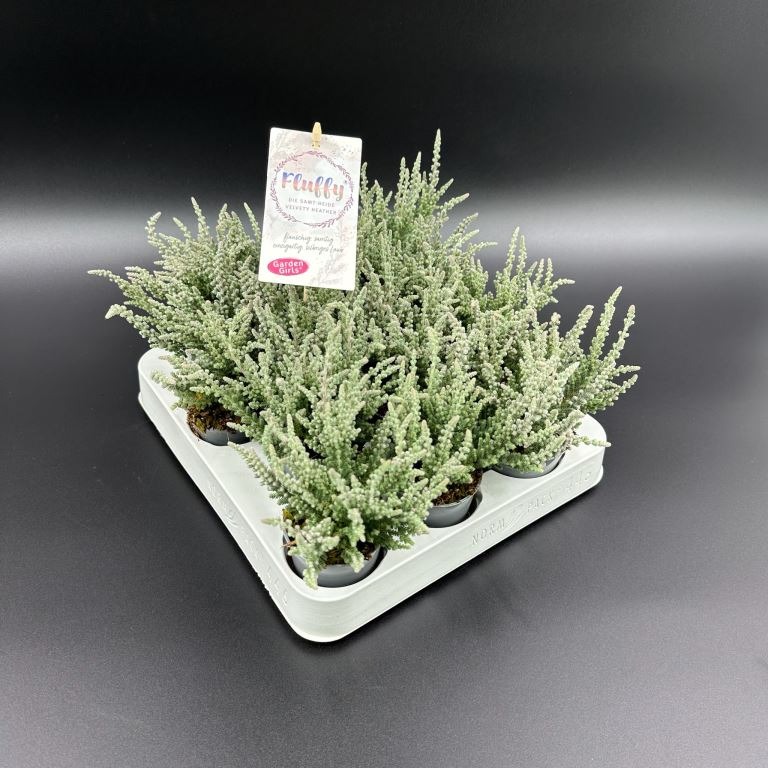 Picture of Calluna vulg. Garden Girls Fluffy P6 15-CM