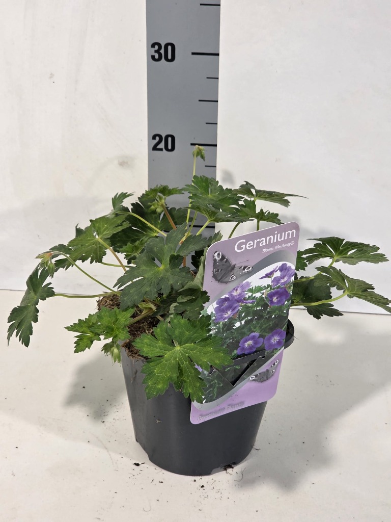 Image de Geranium Bloom me Away P17 (2 Ltr) Square