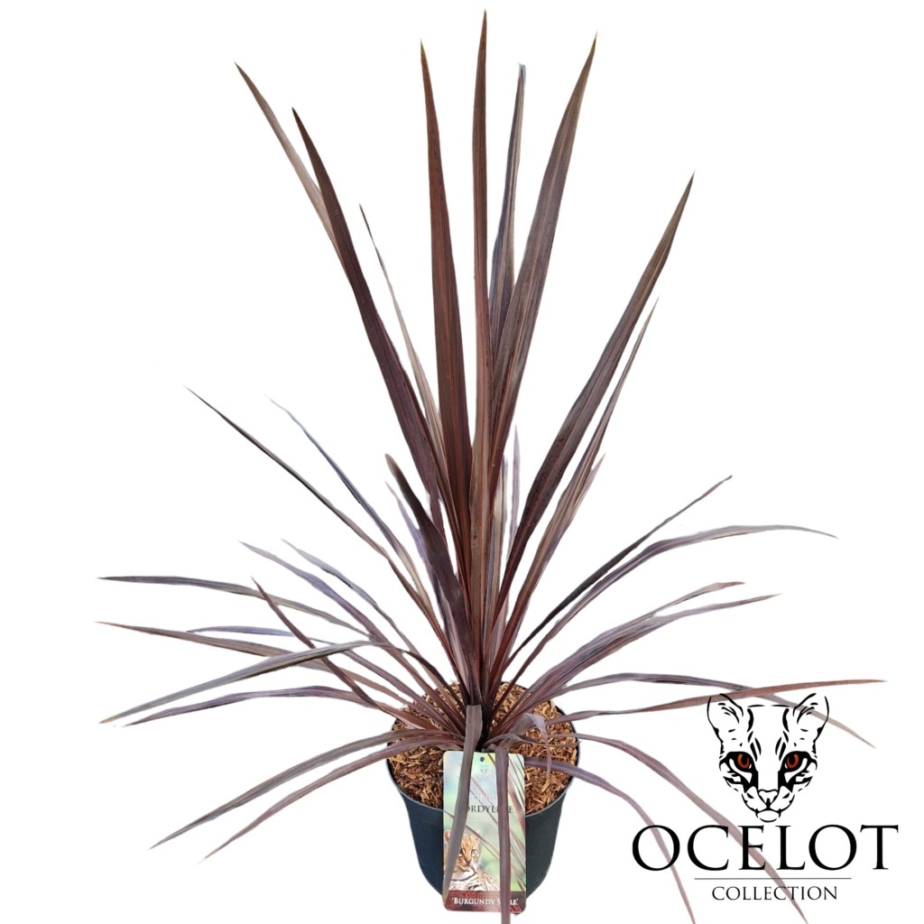 Picture of Cordyline australis Burgundy Spire P26 (7.5 Ltr)