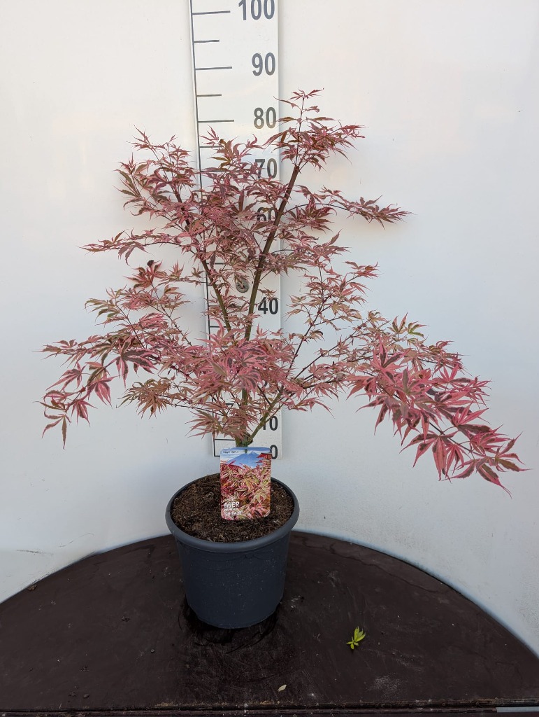 Acer pal. Shirazz