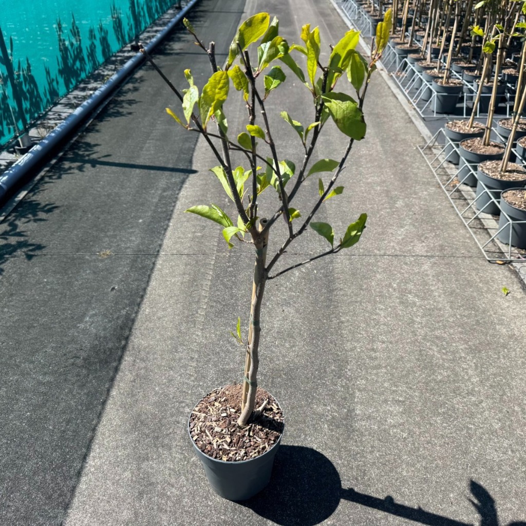 Magnolia Susan