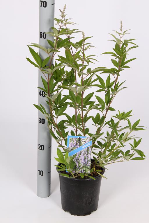 Picture of Vitex agnus-castus P17-(2.5-LTR)