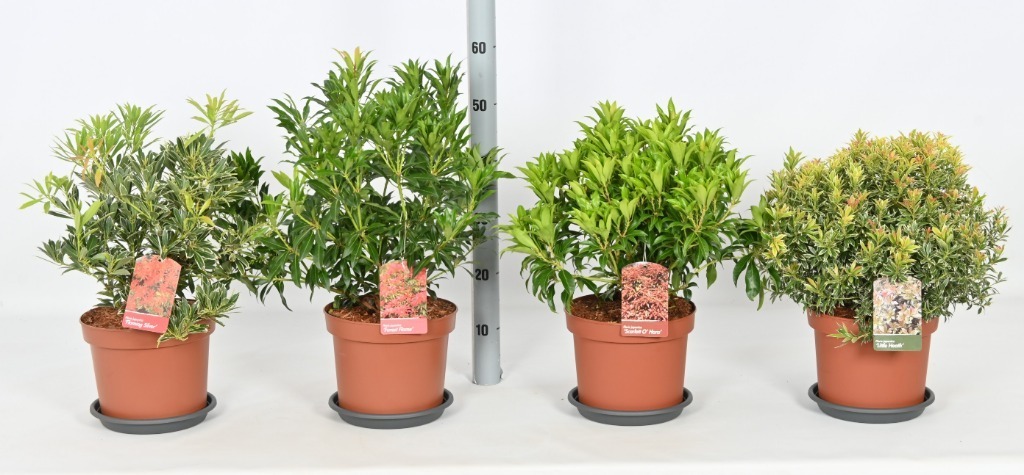 Picture of Trolley Deal 2024 Pieris japonica in varieties P23 (5 Ltr) F.O. (132)