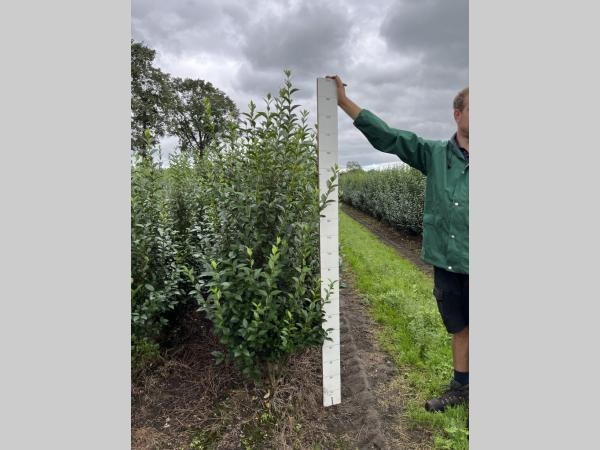 Picture of Ligustrum ovalifolium ROOTBALL 160/180CM