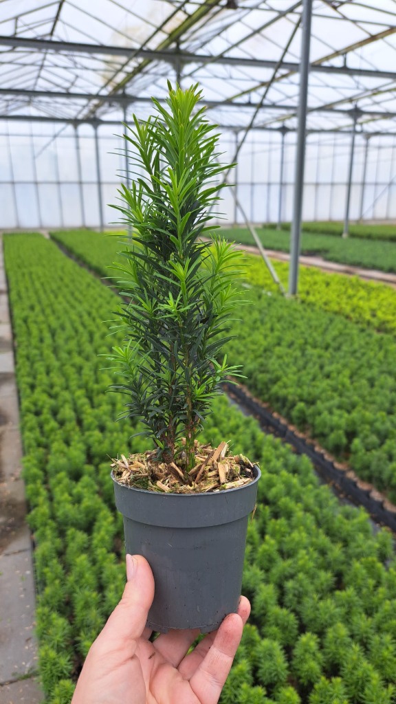 Taxus baccata Fast. Robusta