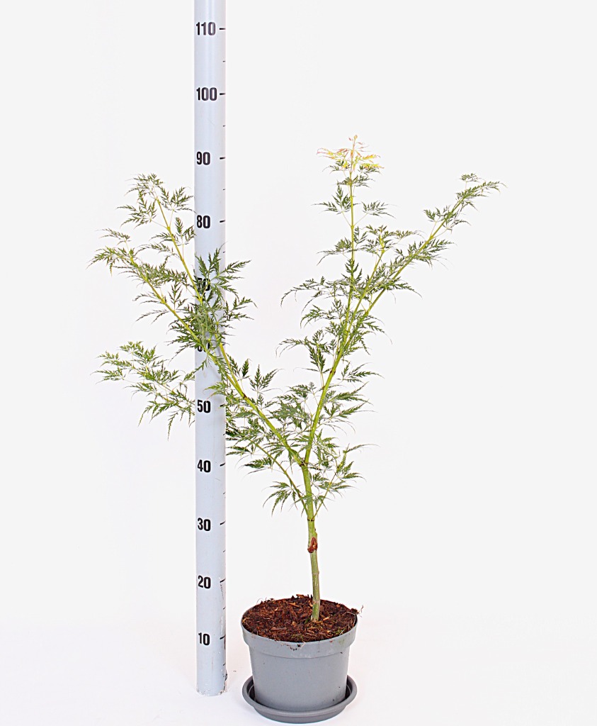 Acer pal. Dissectum