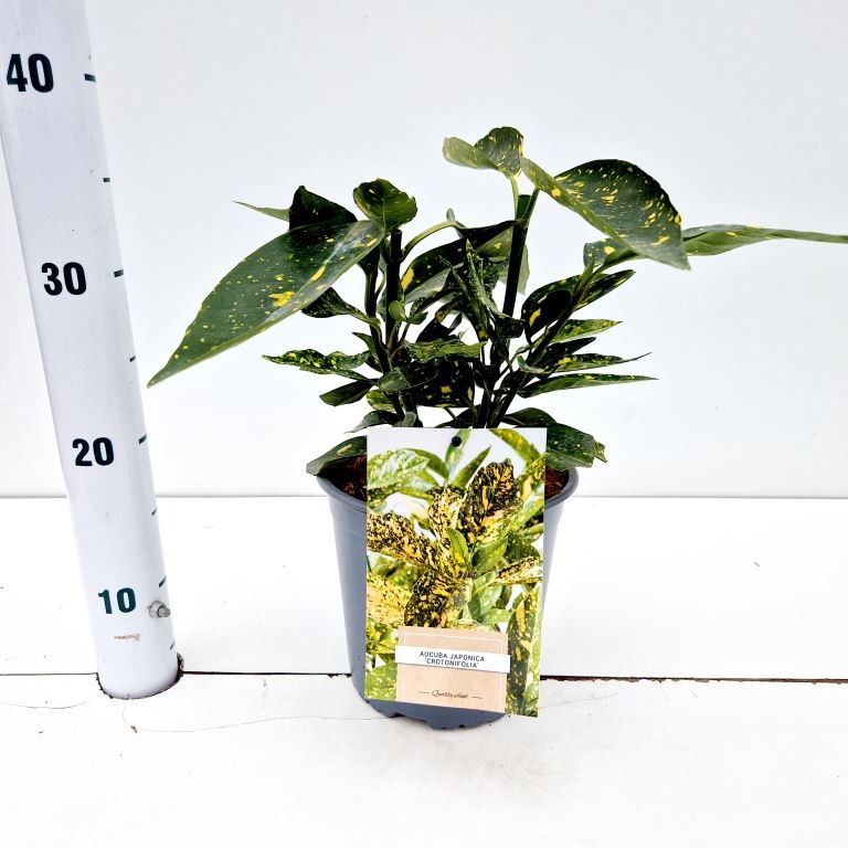 Aucuba jap. Crotonifolia