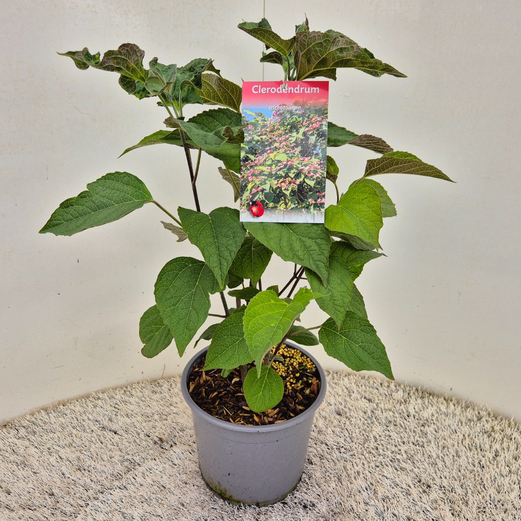 Clerodendrum trichotomum