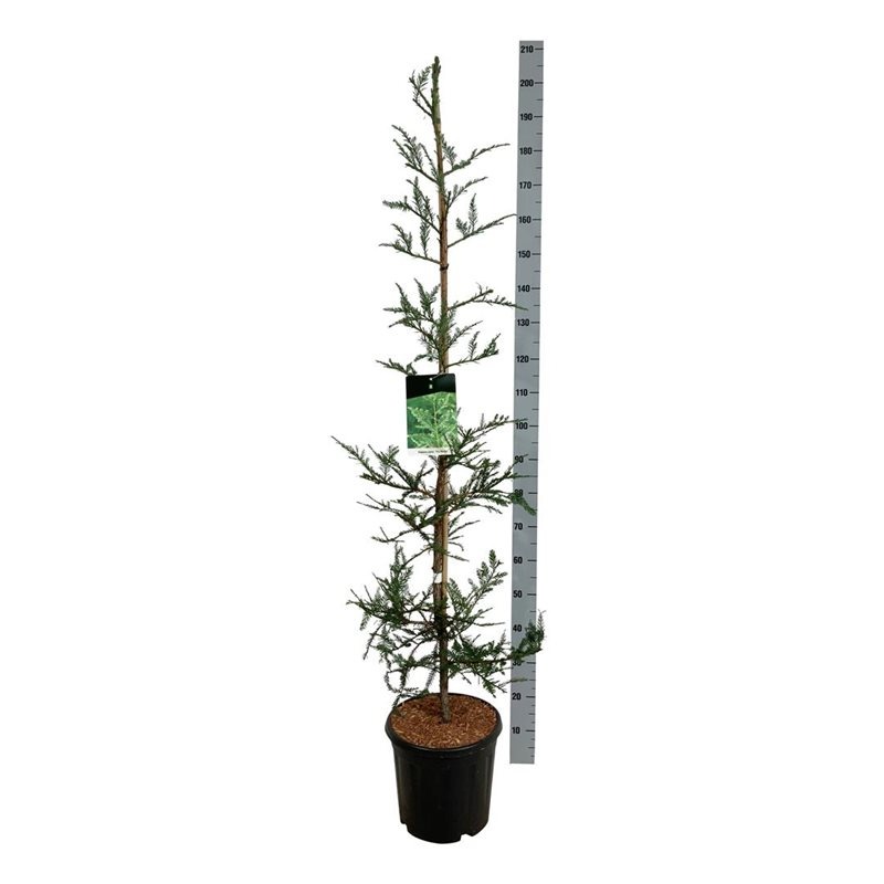 Picture of Sequoia s. Illa Martin P32 (15 Ltr) 150-175