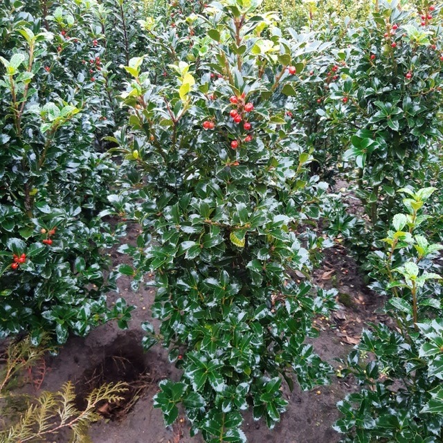 Picture of Ilex meserveae Heckenfee ROOTBALL/JUTE 100/120CM