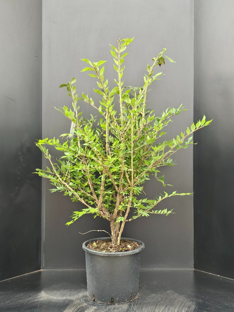 Picture of Euonymus alatus Compactus P32 (15 Ltr)