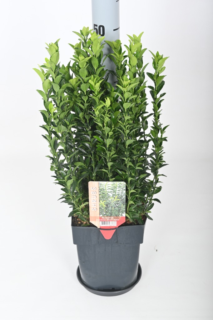 Picture of Euonymus japonicus. Green Spire P17 (2 Ltr)