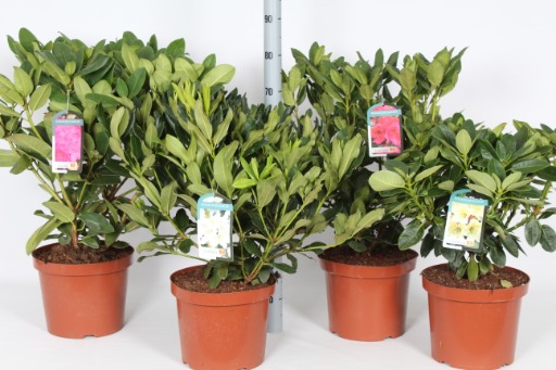 Picture of Rhododendron hybrids in varieties P29 (10 Ltr) 60/CM-BUDDED-MIX