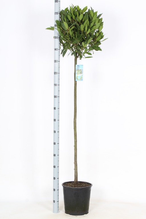 Picture of Laurus nobilis P29 (10 Ltr) 110/STD 40/45 HEAD