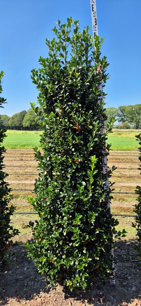 Picture of Ilex meserveae Heckenfee EXTRA ROOTBALL 225/250CM