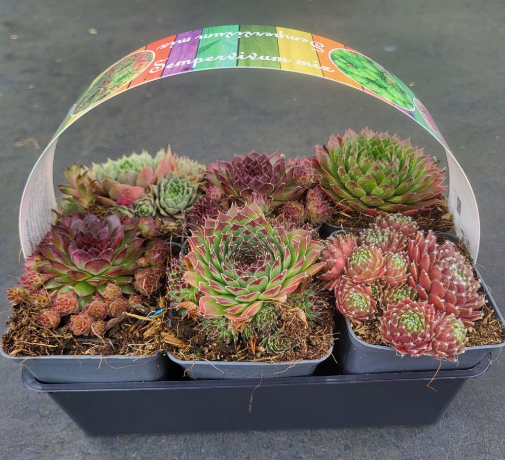 Picture of Sempervivum in varieties 6-PACKS