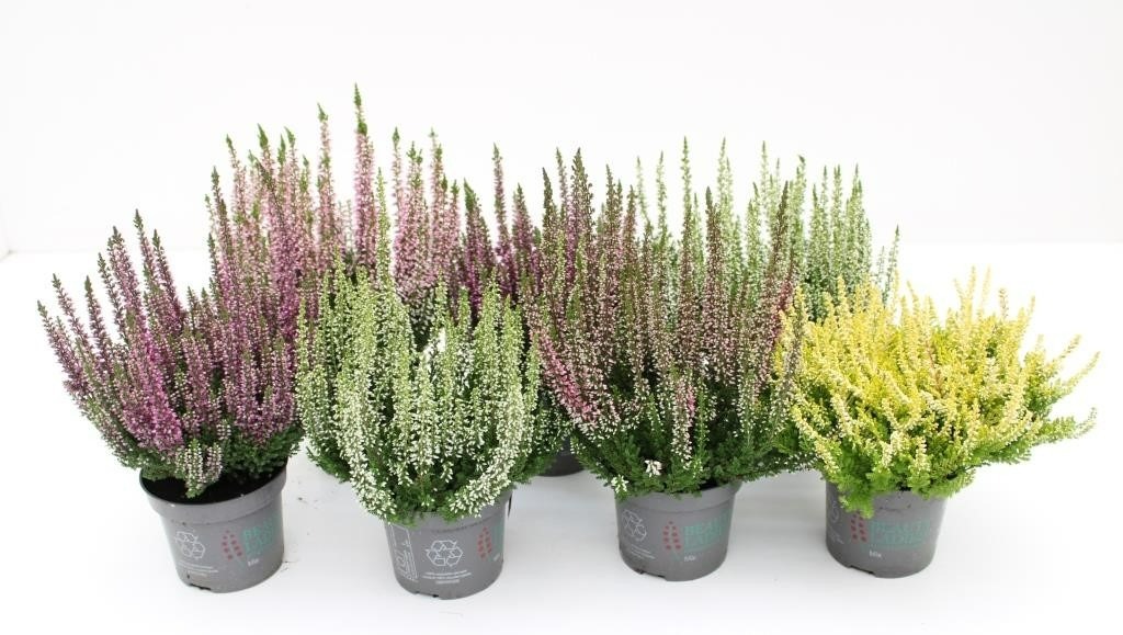 Picture of Trolley Deal 2024 Calluna Beauty Ladies in varieties P9.5 F.O. (184)