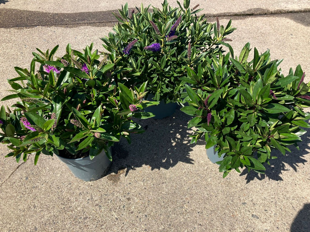 Hebe Addenda in 3 varieties
