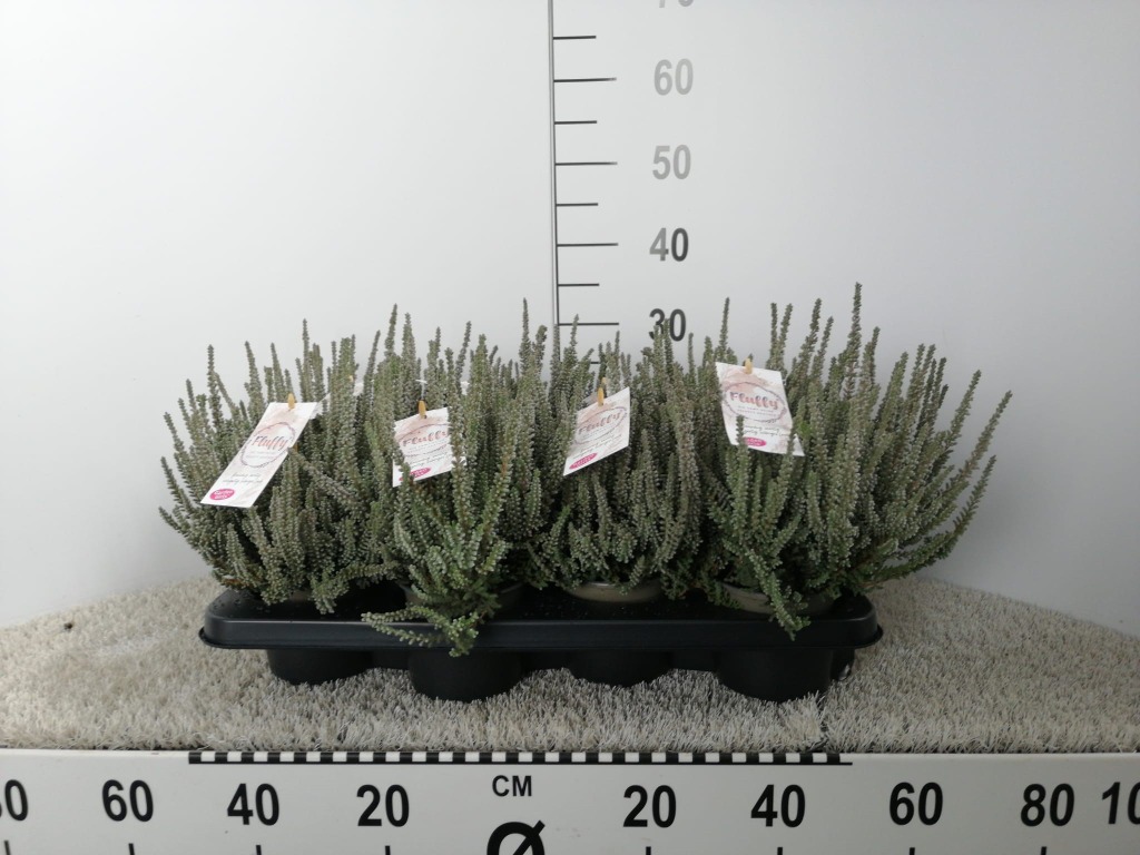 Picture of Calluna Garden Girls Fluffy P12 25-CM