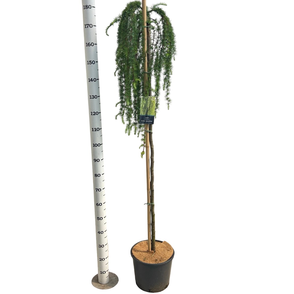 Larix kaempf. Stiff Weeper