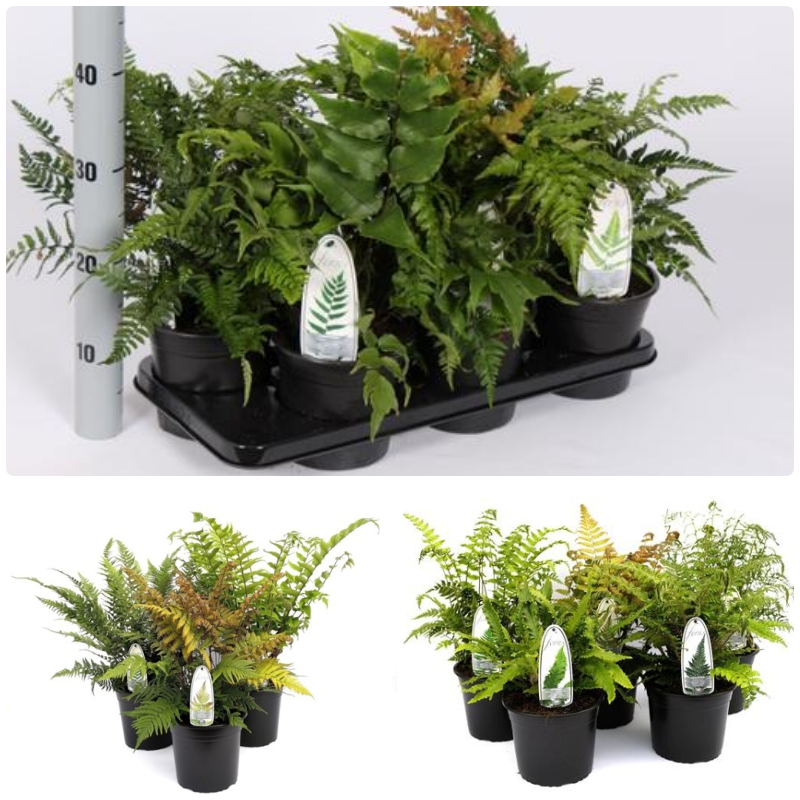 Picture of Trolley Deal 2024 Ferns in varieties & mixed sizes F.O. (067)