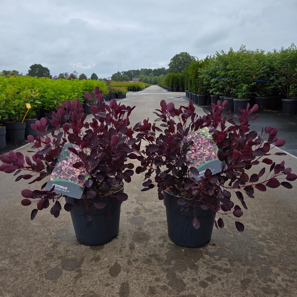 Cotinus cog. Lilla
