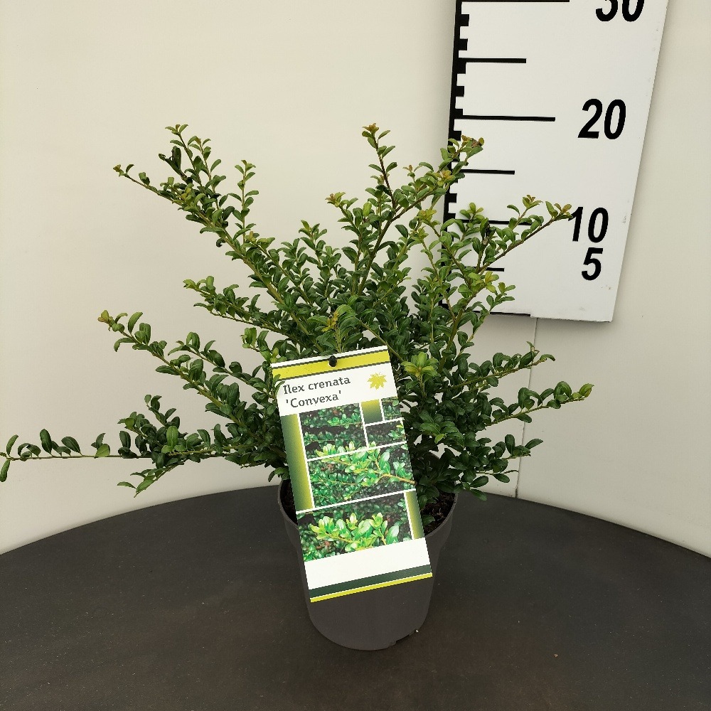 Picture of Ilex Crenata Convexa P18 (2.5 Ltr) 25/30CM