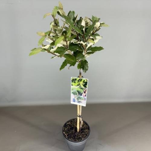 Picture of Elaeagnus ebbingei P19 (3 Ltr) 50/STD