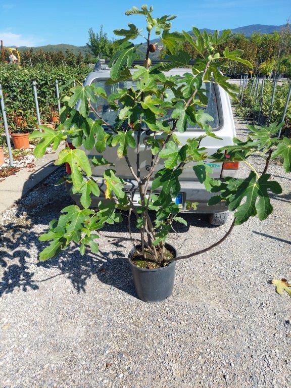 Picture of Ficus carica C18 80/100