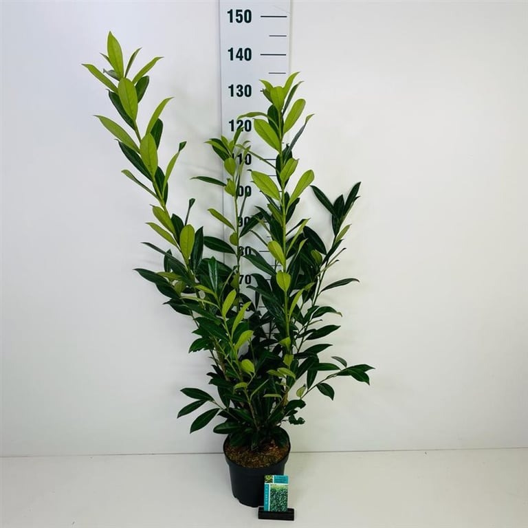 Picture of Prunus l. Caucasica P23 (5 Ltr) 60/80