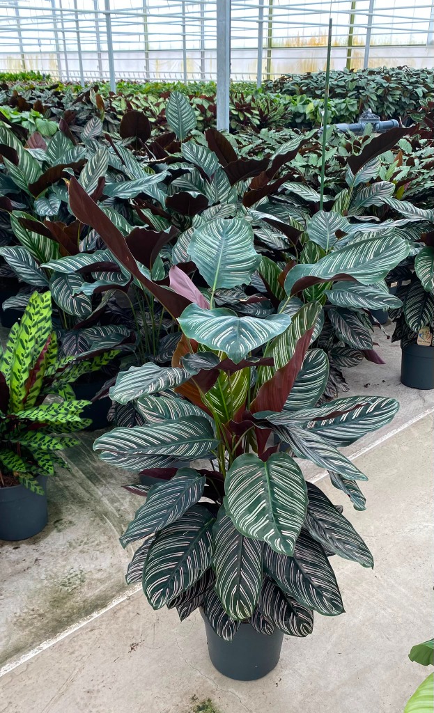 Calathea Ornata