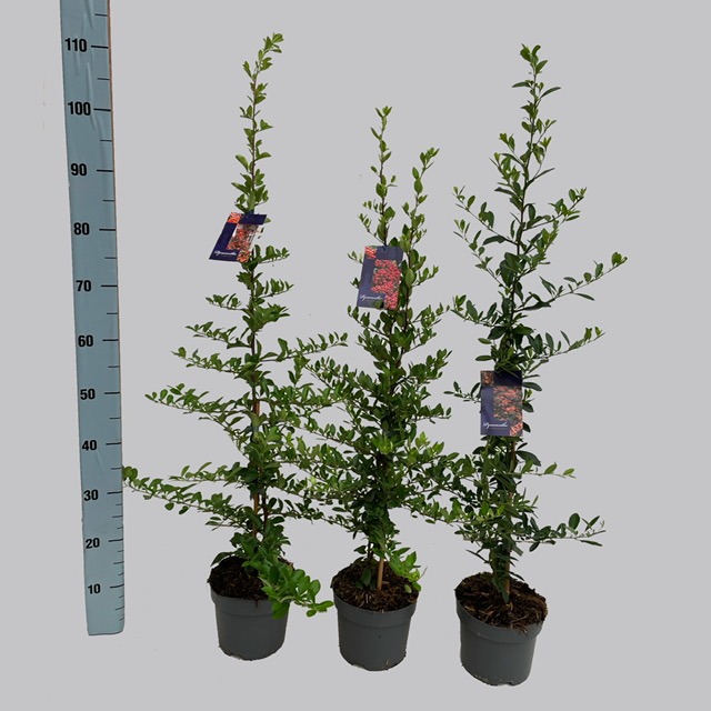 Picture of Pyracantha in varieties P17 (2 Ltr)