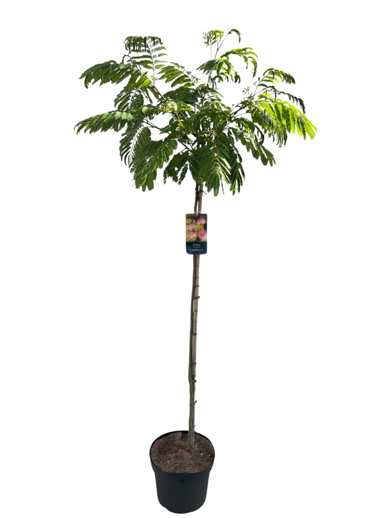 Picture of Albizia julibrissin Umbrellla P29 (10 Ltr) 120/STD