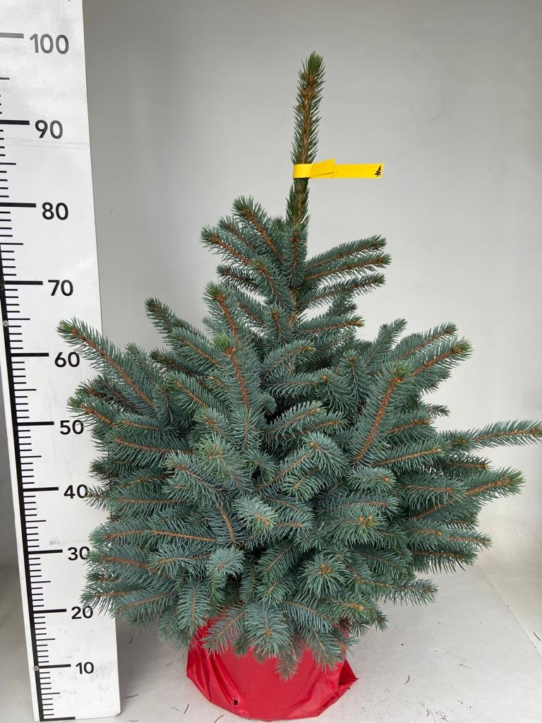 Picture of Picea pungens glauca Super Blue P25-(7-LTR) 80/100-INCL-POT/POTGROWN