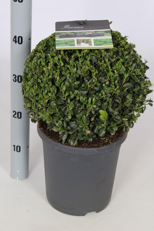 Picture of Buxus sempervirens P23 (5 Ltr) BALL-30/+