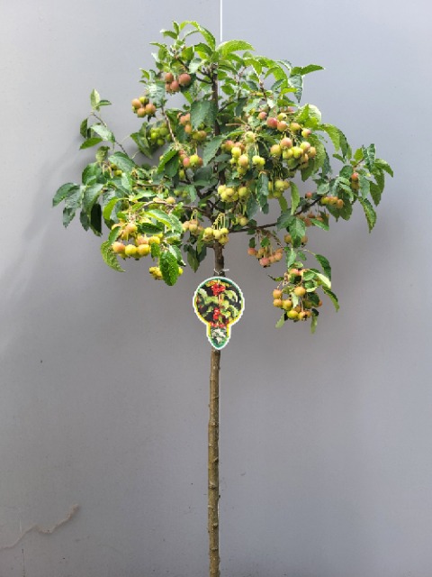 Picture of Malus Evereste P29 (10 Ltr) 120/STD