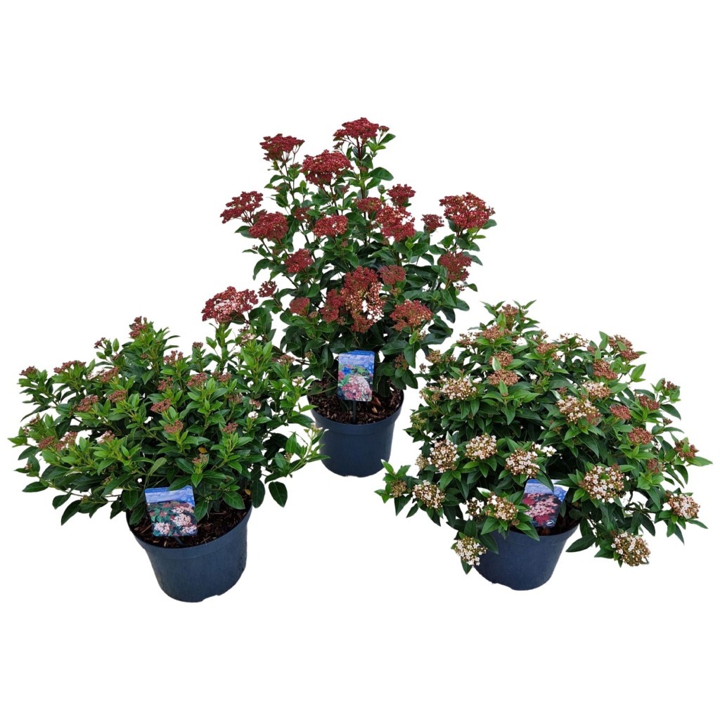 Picture of Trolley Deal 2024 Viburnum tinus in 4 varieties P26 (7.5 Ltr) F.O. (181)