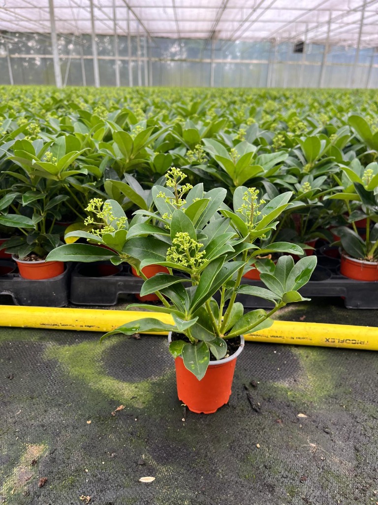 Billede af Skimmia jap. Fragrant Cloud P9 4/5-FLOWER