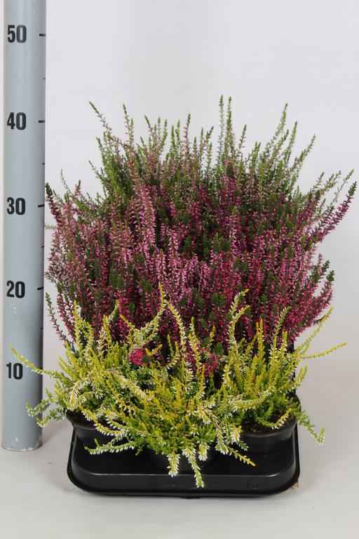 Afbeeldingen van Calluna Beauty Ladies P9