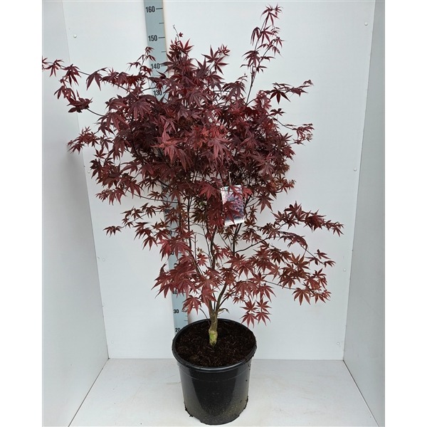 Picture of Acer pal. Bloodgood P36 (20 Ltr) 100/CM