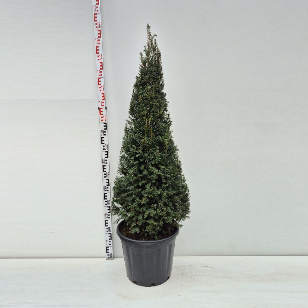 Taxus baccata